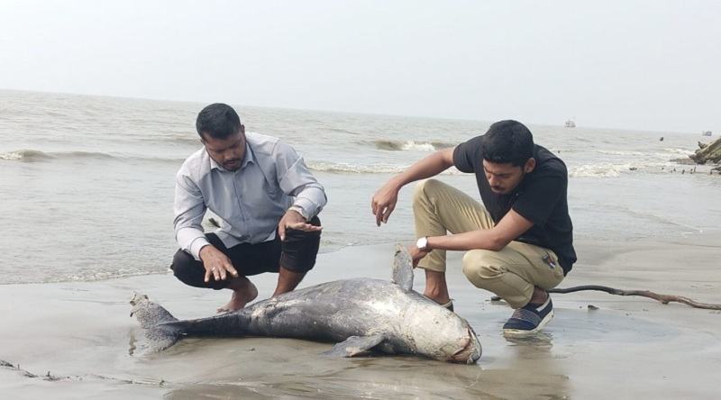 কুয়াকাটা সৈকতে ভেসে এলো মৃত ডলফিন