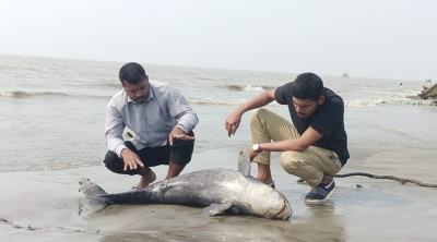 কুয়াকাটা সৈকতে ভেসে এলো মৃত ডলফিন
