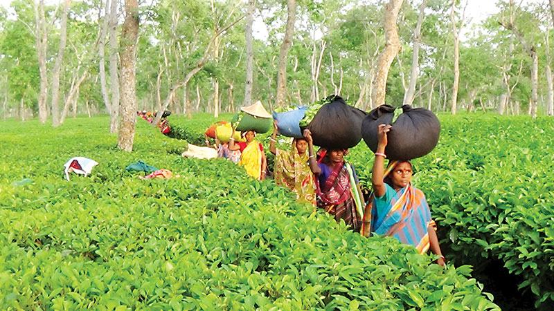 মৌলভীবাজারে শনাক্ত কুষ্ঠ রোগীর ৮৩ শতাংশ চা জনগোষ্ঠীর