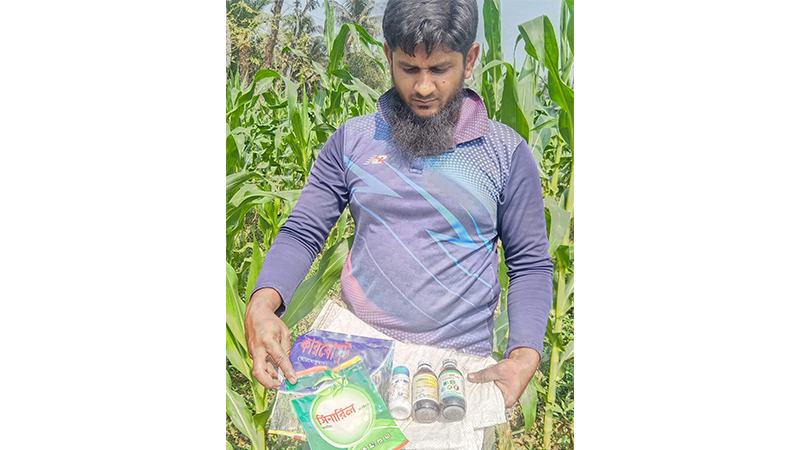সাতক্ষীরায় ভুট্টা গাছে পোকার আক্রমণ