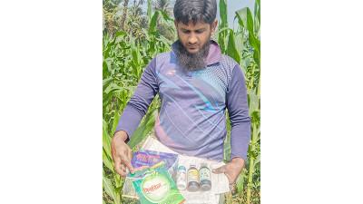 সাতক্ষীরায় ভুট্টা গাছে পোকার আক্রমণ