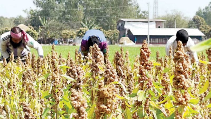 হিলিতে চাষ হচ্ছে সুপার ফুড কেনোয়া ও চিয়া সিড