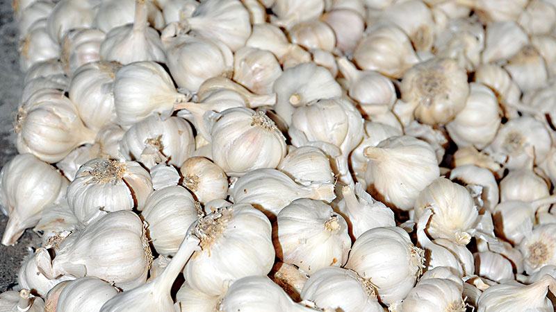 সাতক্ষীরায় কেজিতে ৩০ টাকা কমেছে রসুনের দাম