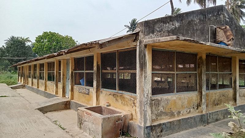 অব্যবস্থাপনায় কমছে ডিম-মুরগি উৎপাদন