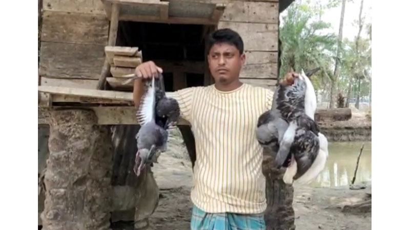 ডাল খেতে বিষ প্রয়োগ, পাঁচ শতাধিক পাখির মৃত্যু