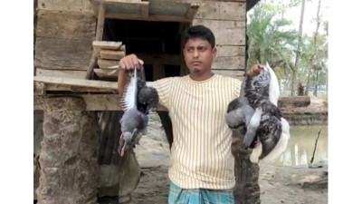 ডাল খেতে বিষ প্রয়োগ, পাঁচ শতাধিক পাখির মৃত্যু