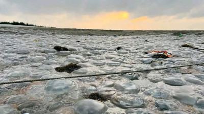 কুয়াকাটা সমুদ্রসৈকতে ভেসে আসছে মৃত জেলিফিশ