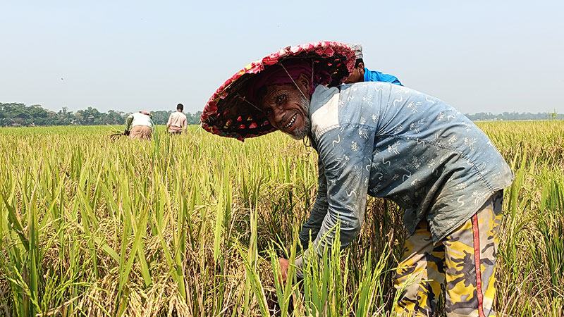 হাওরে শুরু হয়েছে নতুন ধান কাটা