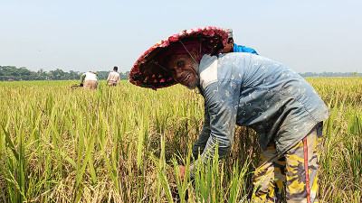হাওরে শুরু হয়েছে নতুন ধান কাটা