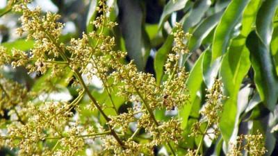 ঠাকুরগাঁওয়ে ১৭০০ টন লিচু উৎপাদনের লক্ষ্য