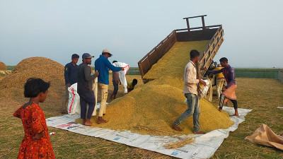 নেত্রকোনার হাওরে ১৭ শতাংশ জমির ধান কাটা হয়েছে