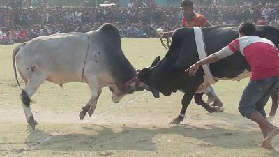 নড়াইলে এসএম সুলতান মেলায় ষাঁড়ের লড়াই