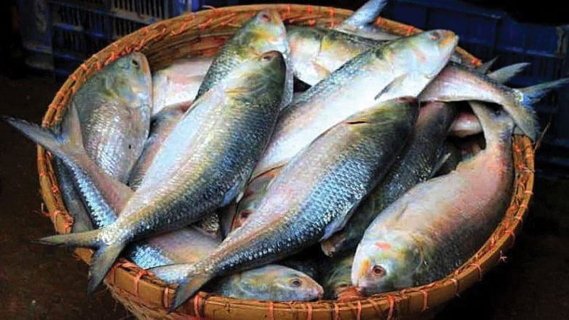 চাঁদপুরে ৬ লাখ টন ইলিশ উৎপাদনের সম্ভাবনা