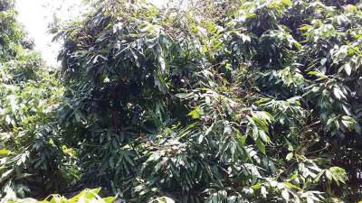 সিরাজগঞ্জে আম লিচু উৎপাদন কম হওয়ার আশঙ্কা