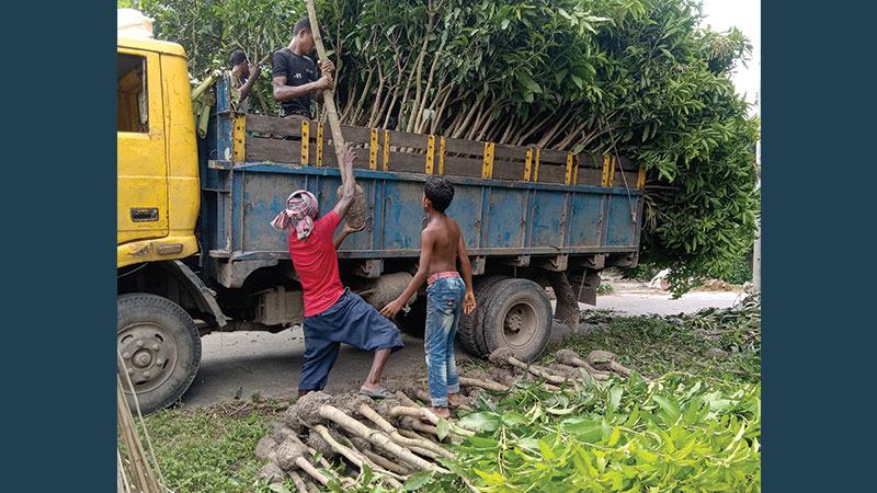 সাতক্ষীরায় বছরে ২৫০ কোটি টাকার গাছের চারা উৎপাদন