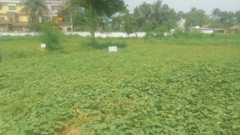 পুষ্টিগুণসমৃদ্ধ জাপানি আলু আবাদ হচ্ছে পাবনায়
