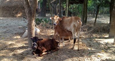 গাইবান্ধায় হিট স্ট্রোকে মারা যাচ্ছে গবাদি পশু