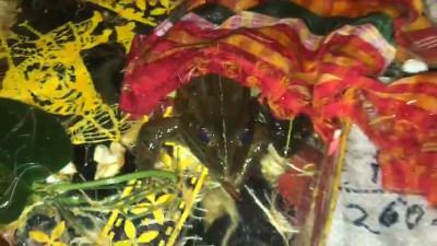 বৃষ্টির আশায় ব্যাঙের বিয়ে, দেনমোহর ৪৯ হাজার টাকা