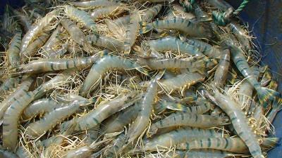 সাতক্ষীরার বাগদা চিংড়ি রফতানি আয় বেড়েছে