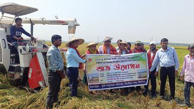 ঝিনাইদহে বোরো ধান কাটা উৎসব