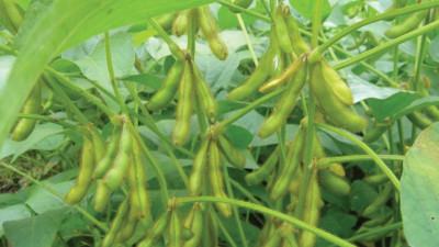 বিইউ সয়াবিন-৪ চাষে আগ্রহ বাড়ছে নোয়াখালীর কৃষকের