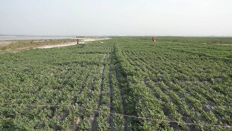 কুড়িগ্রামের চরাঞ্চলে বাড়ছে চীনাবাদাম চাষ