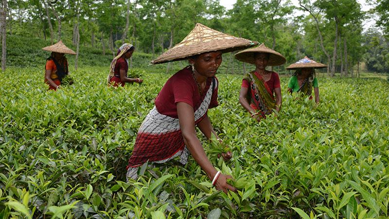 দৈনিক মজুরি ১৭০ টাকা, শিক্ষা স্বাস্থ্যেও পিছিয়ে চা শ্রমিকরা