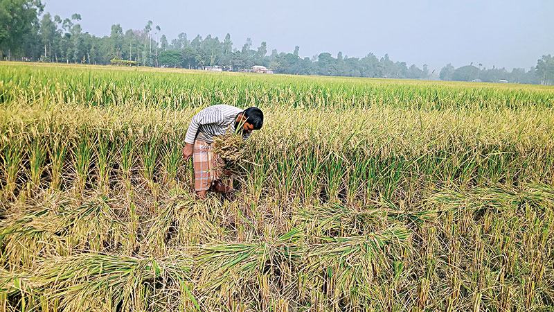 গাইবান্ধায় ধান কাটা-মাড়াইয়ে খরচ বেড়েছে কৃষকের