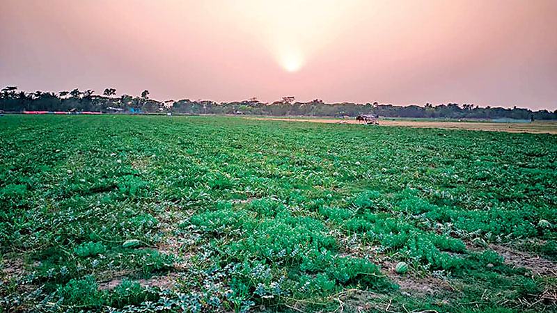 খুলনায় লবণাক্ত জমিতে বছরজুড়েই ফলছে ফসল