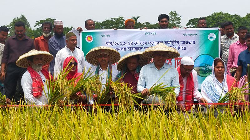 পূর্বধলায় বোরো ধান কাটা উৎসব