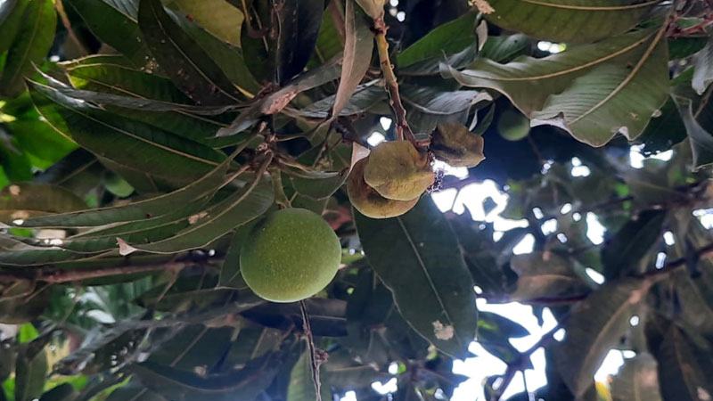 রাজশাহীতে আমের ফলন বিপর্যয়ের আশঙ্কা