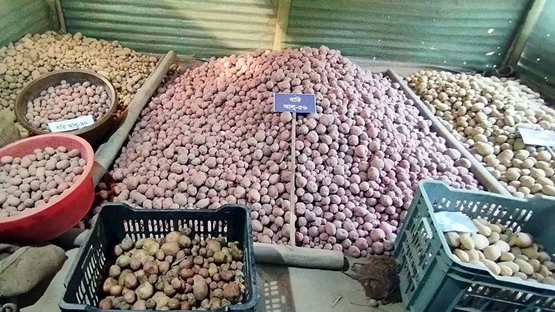মৌলভীবাজারে একসঙ্গে ২১ জাতের আলু চাষ