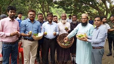 সাতক্ষীরায় আম সংগ্রহের আনুষ্ঠানিক উদ্বোধন