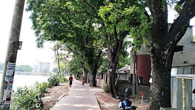 কাটা পড়বে সোহরাওয়ার্দী সরোবরের পুরনো ৩১ গাছ