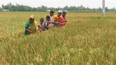 ঠাকুরগাঁওয়ে ইটভাটার ধোঁয়ায় ৬০ একর ধান ক্ষতিগ্রস্ত