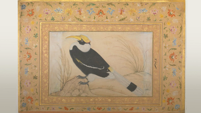 ওস্তাদ মনসুরের আঁকা পাখির দুনিয়া