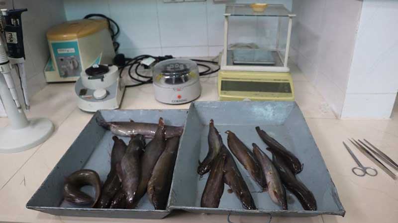 দেশীয় শিং মাছের জিনোম সিকুয়েন্স উদ্ভাবন
