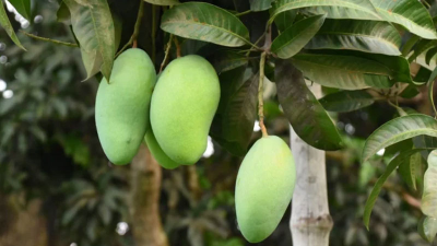 ৩০ হাজার টন আম উৎপাদনের লক্ষ্য চুয়াডাঙ্গায়