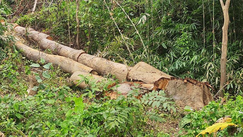বান্দরবানে বন বিভাগের গাছ বিক্রি, বন কর্মকর্তাসহ বহিষ্কার ৩