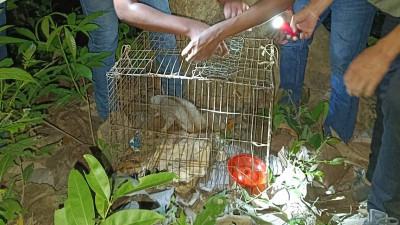 রাঙ্গামাটিতে বিপন্ন প্রজাতির লজ্জাবতী বানর অবমুক্ত