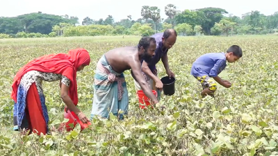 ঝালকাঠিতে মুগ ডালের আবাদ বেড়েছে