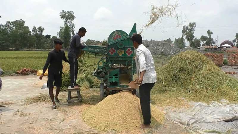 কুড়িগ্রামে দ্রুত ধান কাটার পরামর্শ কৃষি বিভাগের