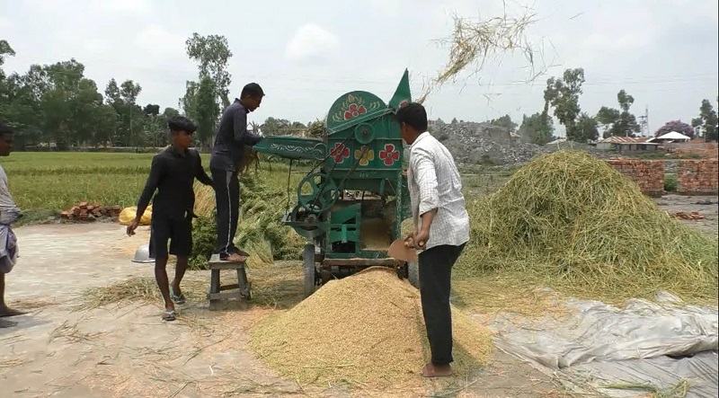 শিলা-বৃষ্টির শঙ্কা, খেতের ধান ঘরে তুলতে ব্যস্ত কৃষক
