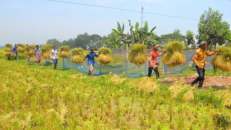 বগুড়ায় ঝড়-বৃষ্টি ভাবিয়ে তুলছে বোরোচাষীদের