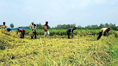 হাকিমপুরে ফলন ভালো হলেও ধানের দাম কম