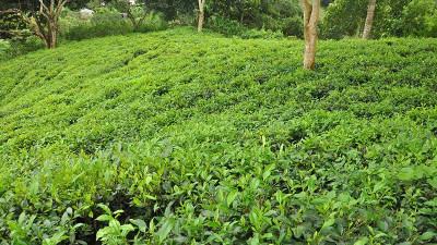 মৌসুমের শুরুতেই চা উৎপাদনে বিরূপ প্রভাব