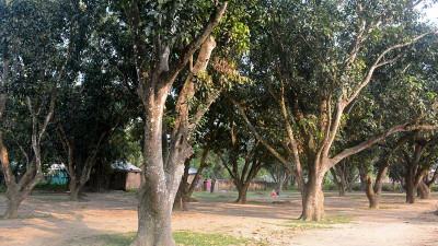 বগুড়ায় বাণিজ্যিকভাবে আম চাষ বেড়েছে