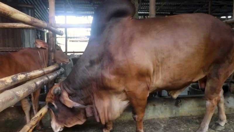 রংপুর বিভাগে কোরবানির পশু উদ্বৃত্ত থাকলেও বাড়বে দাম