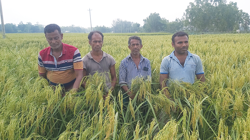 উচ্চ ফলনশীল বিনা-২৫ ধান চাষ হচ্ছে মিরসরাইয়ে