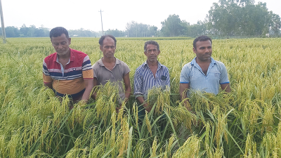 উচ্চ ফলনশীল বিনা-২৫ ধান চাষ হচ্ছে মিরসরাইয়ে